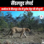 सैंडलवुड लेपर्ड (Sandalwood Leopard) | UPSC Preparation