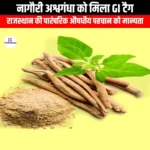 नागौरी अश्वगंधा को मिला GI टैग (Nagauri Ashwagandha gets GI tag) | UPSC Preparation