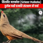 सिरकीर मलकोहा (Sirkeer Malkoha) | Ankit Avasthi Sir