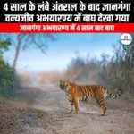 4 साल के लंबे अंतराल के बाद ज्ञानगंगा वन्यजीव अभयारण्य में बाघ देखा गया (Tiger spotted in Gyan Ganga Wildlife Sanctuary after a gap of 4 years) | Ankit Avasthi Sir