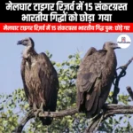 मेलघाट टाइगर रिज़र्व में 15 संकटग्रस्त भारतीय गिद्धों को छोड़ा गया (15 endangered Indian vultures released in Melghat Tiger Reserve) | Apni Pathshala