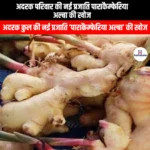 अदरक परिवार की नई प्रजाति पाराकैम्फेरिया अल्बा की खोज (Discovery of a new species of ginger family Parakaempferia alba) | UPSC Preparation