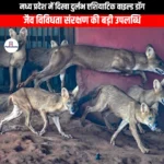 मध्य प्रदेश में दिखा दुर्लभ एशियाटिक वाइल्ड डॉग (Rare Asiatic Wild Dog spotted in Madhya Pradesh) | UPSC Preparation