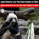 Japan Returns Last Two Giant Pandas to China
