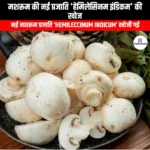 मशरूम की नई प्रजाति हेमिलेसिनम इंडिकम की खोज (New mushroom species Hemileccinum indicum discovered) | Ankit Avasthi Sir