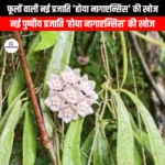 फूलों वाली नई प्रजाति होया नागाएन्सिस की खोज (New flowering species Hoya nagaensis discovered) | UPSC Preparation