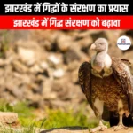 झारखंड में गिद्धों के संरक्षण का प्रयास (Efforts to conserve vultures in Jharkhand) | Apni Pathshala