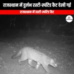 राजस्थान में दुर्लभ रस्टी-स्पॉटेड कैट देखी गई (Rare Rusty-Spotted Cat Spotted in Rajasthan) | Ankit Avasthi Sir