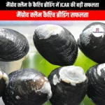 मैंग्रोव क्लैम के कैप्टिव ब्रीडिंग में ICAR की बड़ी सफलता (ICAR achieves major success in captive breeding of mangrove clams) | UPSC