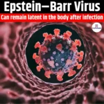 Epstein–Barr Virus