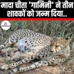 मादा चीता गामिनी ने तीन शावकों को जन्म दिया (Female cheetah Gamini gives birth to three cubs) | UPSC