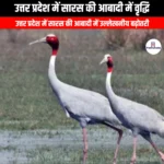 उत्तर प्रदेश में सारस की आबादी में वृद्धि (Increase in the population of cranes in Uttar Pradesh) | UPSC