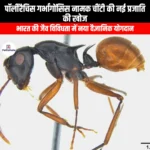 पॉलीरैचिस गर्भांगाेंसिस नामक चींटी की नई प्रजाति की खोज (New ant species named Polyrhachis garbhangiensis discovered) | Ankit Avasthi Sir