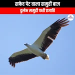 सफेद पेट वाला समुद्री बाज (White-bellied sea eagle) | Apni Pathshala