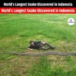 World Longest Snake Discovered in Indonesia