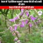 केरल में टेट्राटेनियम पाइकाडे नामक पौधे की नई प्रजाति की खोज (New plant species Tetratenium picaedae discovered in Kerala) | UPSC