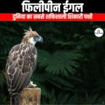 फिलीपीन ईगल (Philippine eagle) | Apni Pathshala