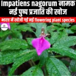 इम्पेटीन्स नागोरम नामक नई पुष्प प्रजाति की खोज (New flower species Impatiens nagorum discovered) | UPSC