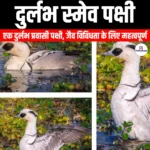 दुर्लभ स्मेव पक्षी (Rare smew bird) | Apni Pathshala