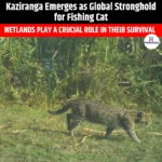 Kaziranga Emerges as Global Stronghold for Fishing Cat