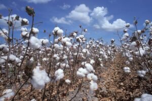 India Becomes Top Supplier of Cotton Products to US
