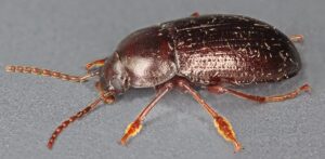New cockroach species Neoloboptera peninsularis