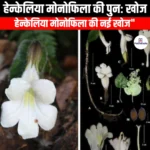हेन्केलिया मोनोफिला की पुनः खोज (Rediscovery of Henkelia monophylla) | UPSC Preparation