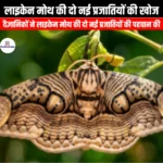 लाइकेन मोथ की दो नई प्रजातियों की खोज (Two new species of lichen moth discovered) | Apni Pathshala