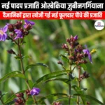 नई पादप प्रजाति ओस्बेकिया ज़ुबीनगर्गियाना (New plant species Osbeckia zubingergiana) | UPSC