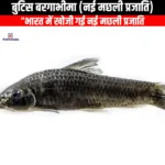 मछली की नई प्रजाति बुटिस बरगाभीमा की खोज (New fish species Butis bargabhima discovered) | Apni Pathshala