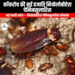 कॉकरोच की नई प्रजाति नियोलोबोप्टेरा पेनिनसुलारिस (New cockroach species Neoloboptera peninsularis) | UPSC