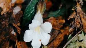 Rediscovery of Henkelia monophylla