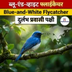 ब्लू एंड व्हाइट फ्लाईकैचर (Blue and white Flycatcher) | Apni Pathshala