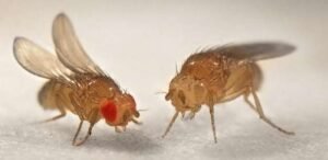 Two new species of fruit flies discovered