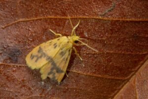 Two new species of lichen moth discovered