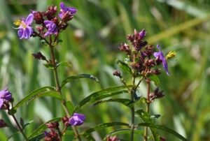 New plant species Osbeckia zubingergiana