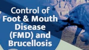 foot and mouth disease