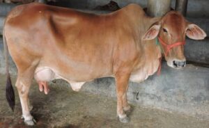Ovum pick-up in-vitro fertilization technique may increase cow milk production