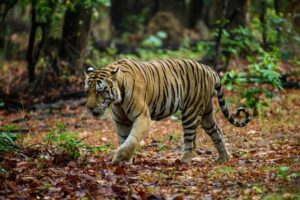 Amrabad Tiger Reserve