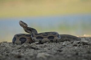 India Snakebite Crisis