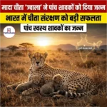 मादा चीता ज्वाला ने पांच स्वस्थ शावकों को जन्म दिया(Female cheetah Jwala birth to five healthy cubs) | UPSC Preparation