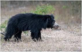 Project Sloth Bear