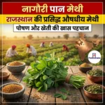 नागौरी पान मेथी (Nagauri Pan Methi) | Ankit Avasthi Sir