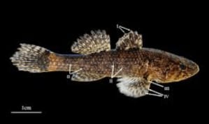 New fish species Butis bargabhima discovered