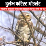 दुर्लभ फॉरेस्ट ऑउलेट (Rare Forest Owlet) | Ankit Avasthi Sir