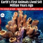 Earth First Animals Lived 541 Million Years Ago