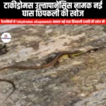 टाकीड्रोमस उल्तापानेंसिस नामक नई घास छिपकली की खोज (New grass lizard Takydromus ultapanaensis discovered) | Apni Pathshala