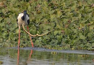 Shekha Lake Bird Sanctuary