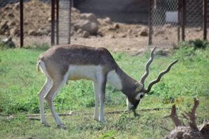 Blackbuck