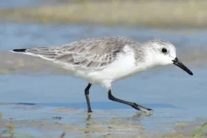 Sanderling migratory shorebird